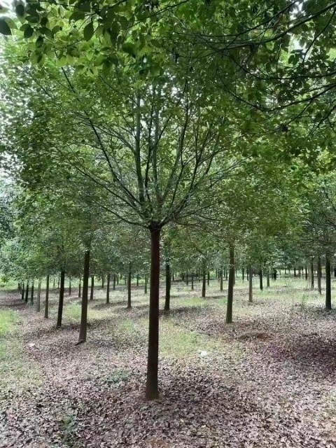 荆门小叶樟 沙洋县十里铺清武苗木专业合作社基地供应