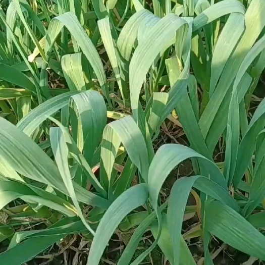周口红皮蒜苗