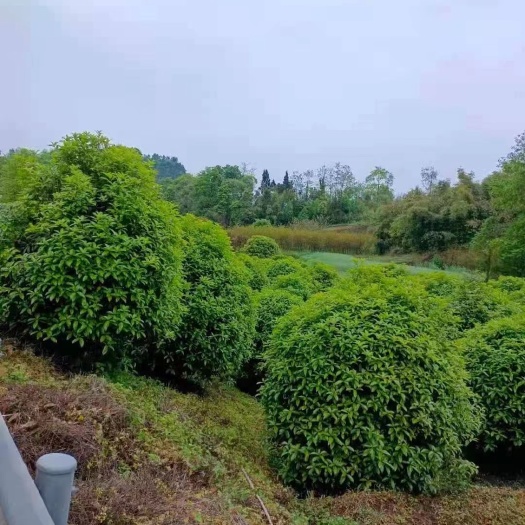 蒲江县地笼桂花 笼桂