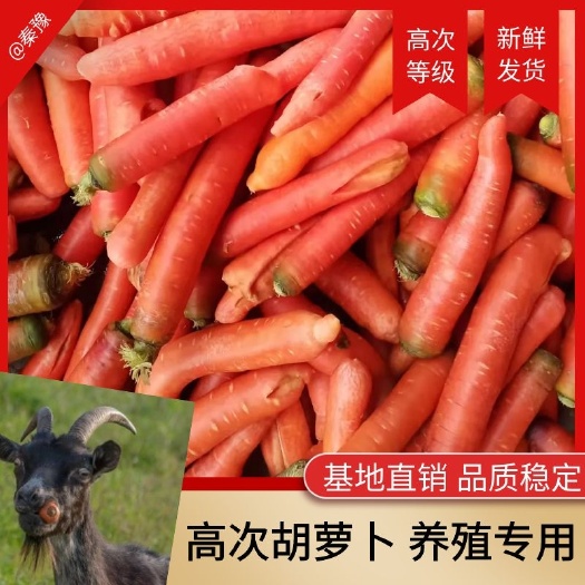 大荔县秤杆红萝卜  胡萝卜次品养殖货干净无渣供应中