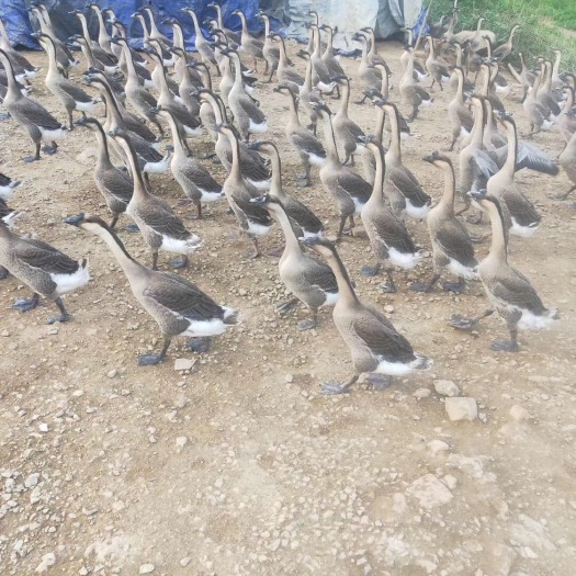 南宁阳江马岗鹅苗批发，已打疫苗
