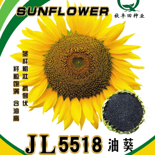 固阳县JL5518   油用向日葵