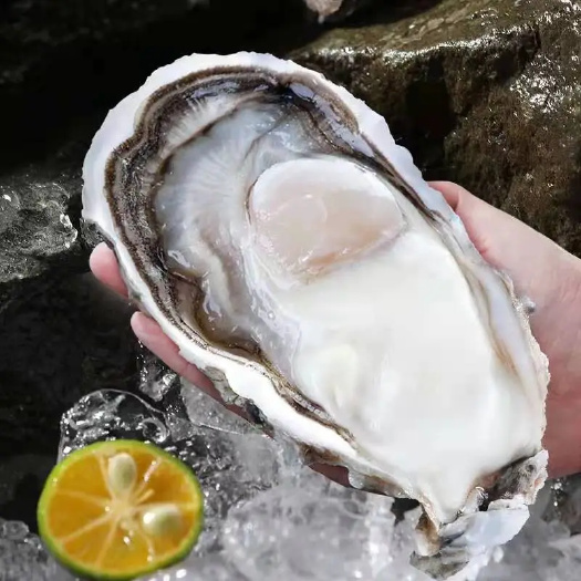 南澳县三倍体生蚝  牡蛎 生蚝鲜活全壳新鲜海蛎子批发产地直发烧烤食