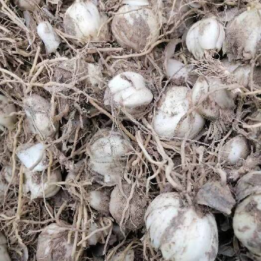 兰州百合种球  现挖甘肃兰州卅食用百合种植球苗带根带土水果生吃非