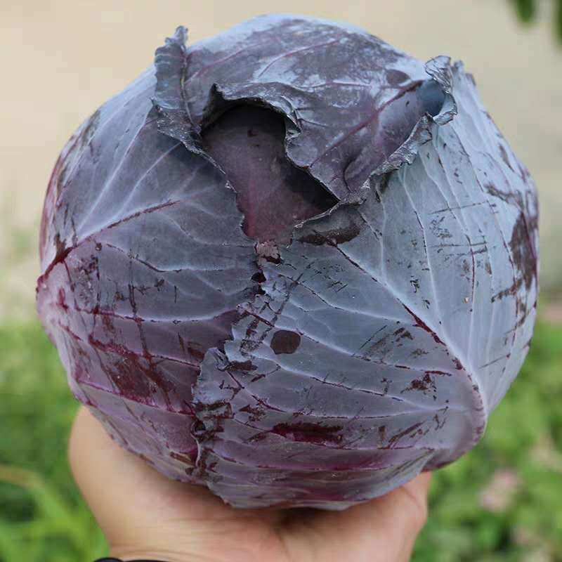 芒市紫包菜、紫甘蓝大量有货，千亩基地直供，一手货源