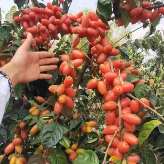 灵山县德甜2号羊奶果苗