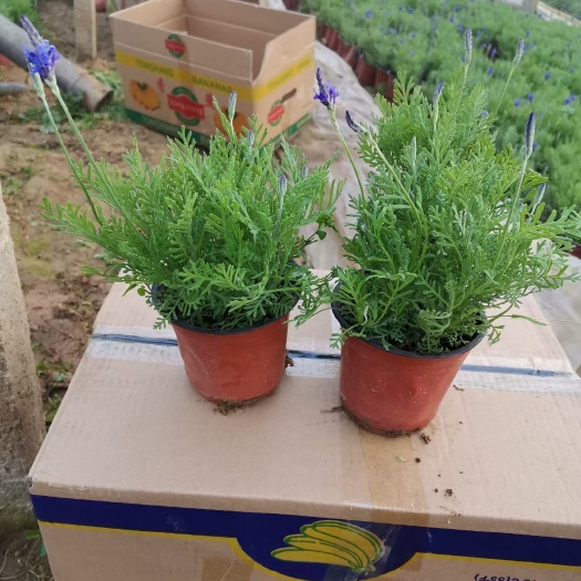  羽叶薰衣草