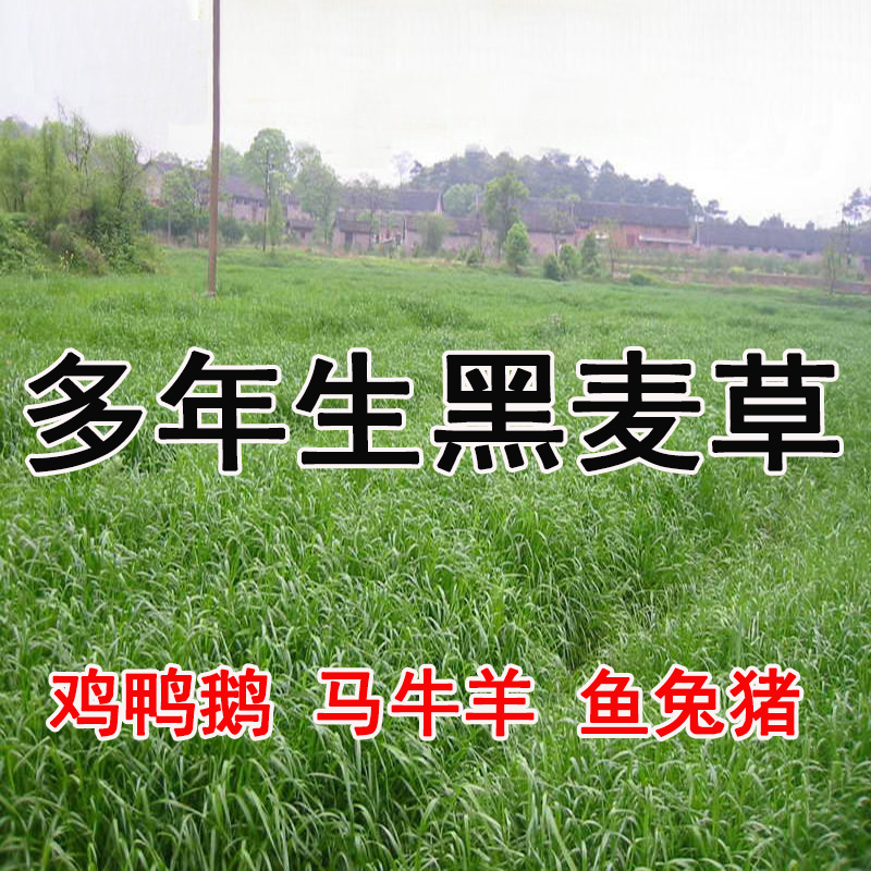 沭阳县黑麦草种子小粒多年生草籽 高产品种牧草养殖鸡鸭鹅牛羊猪