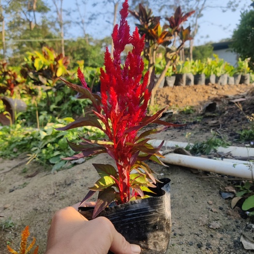 揭阳基地直销：红穗鸡冠花、黄穗鸡冠花、赤壁鸡冠花