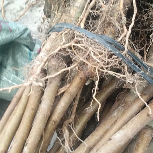 连平县水蜜桃苗 连平鹰嘴桃苗