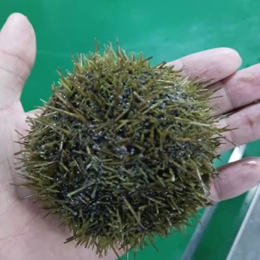 东莞市 加拿大，活海胆
