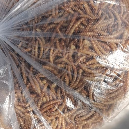 伊川县 饲料用黄粉虫！活体！干体！各种规格商品虫
