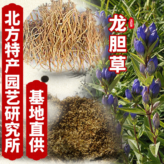 通化县龙胆种子 出售龙胆草种子，免费提供种子技术资料