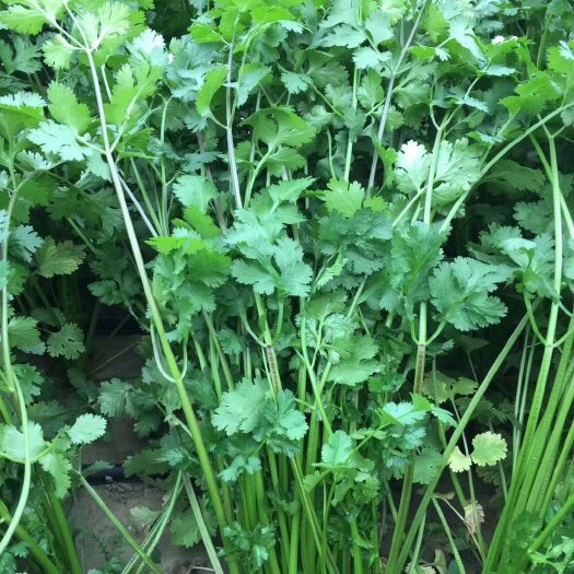 夏青香菜种子，生长迅速，耐热抗病，香味浓郁，商品性好