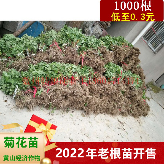 绩溪县2023年金丝皇菊苗婺源皇菊苗七月菊苗黄山贡菊苗。