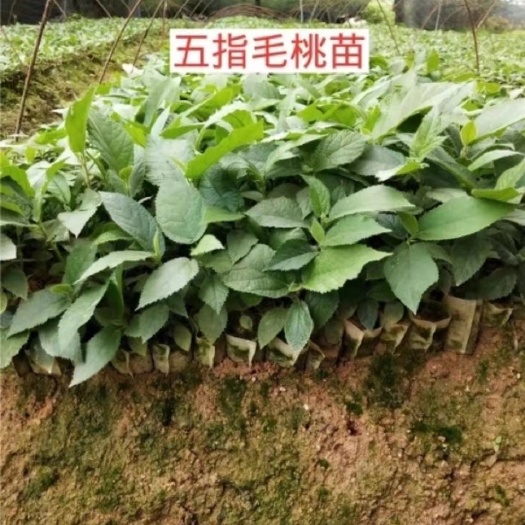 灵山县五指毛桃苗