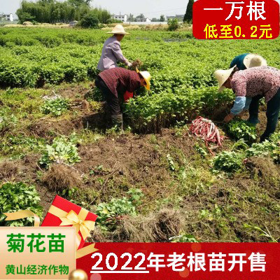 绩溪县金丝皇菊苗   菊花苗出售