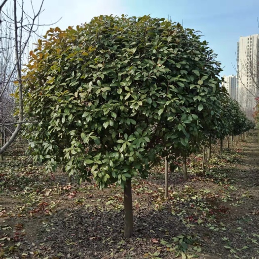 周口红叶石楠