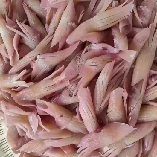 成都 火箭鱿鱼
