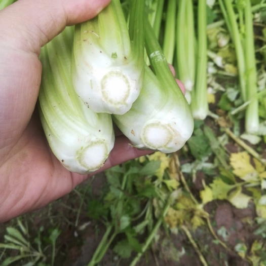 邯郸西芹 精品芹菜无夹心 邯郸联邦蔬菜