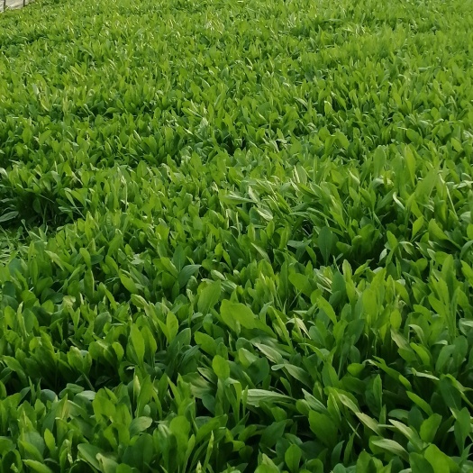 平湖市马兰头