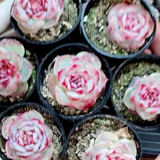 兴仁市多肉植物   天e绒