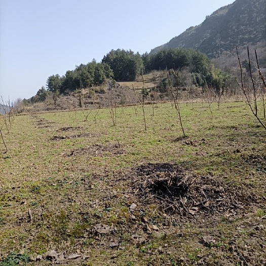 桑植县 600亩荒地，荒山流转出租，适合种植药材，养殖，农家乐