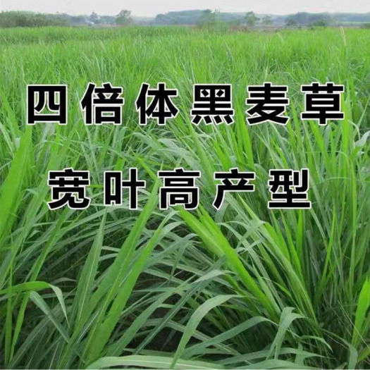沭阳县黑麦草种子 四倍体宽叶产高黑麦草一年生多年生黑麦草牧草
