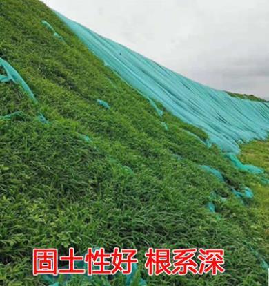 沭阳县百喜草种子 宽叶雀稗百喜草牧草种子护坡绿化固土复绿种子