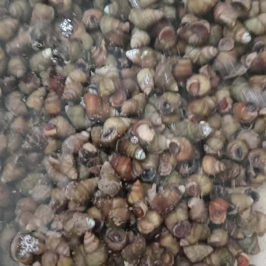 乐清市 乐清食用螺蛳