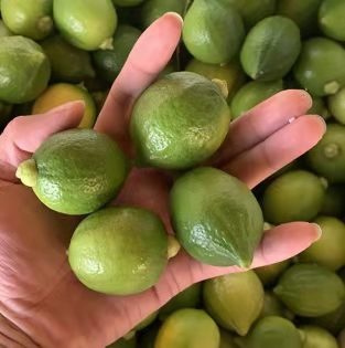 广州 广东香水柠檬小青果