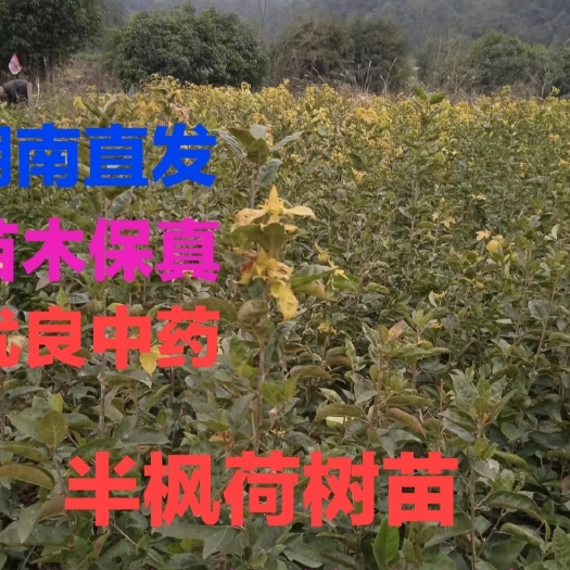 通道县半枫荷树 带叶中药材苗 半边枫半枫荷苗阴阳叶枫香树金缕 木荷