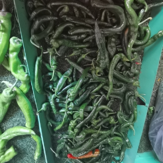 安龙县薄皮椒 青椒