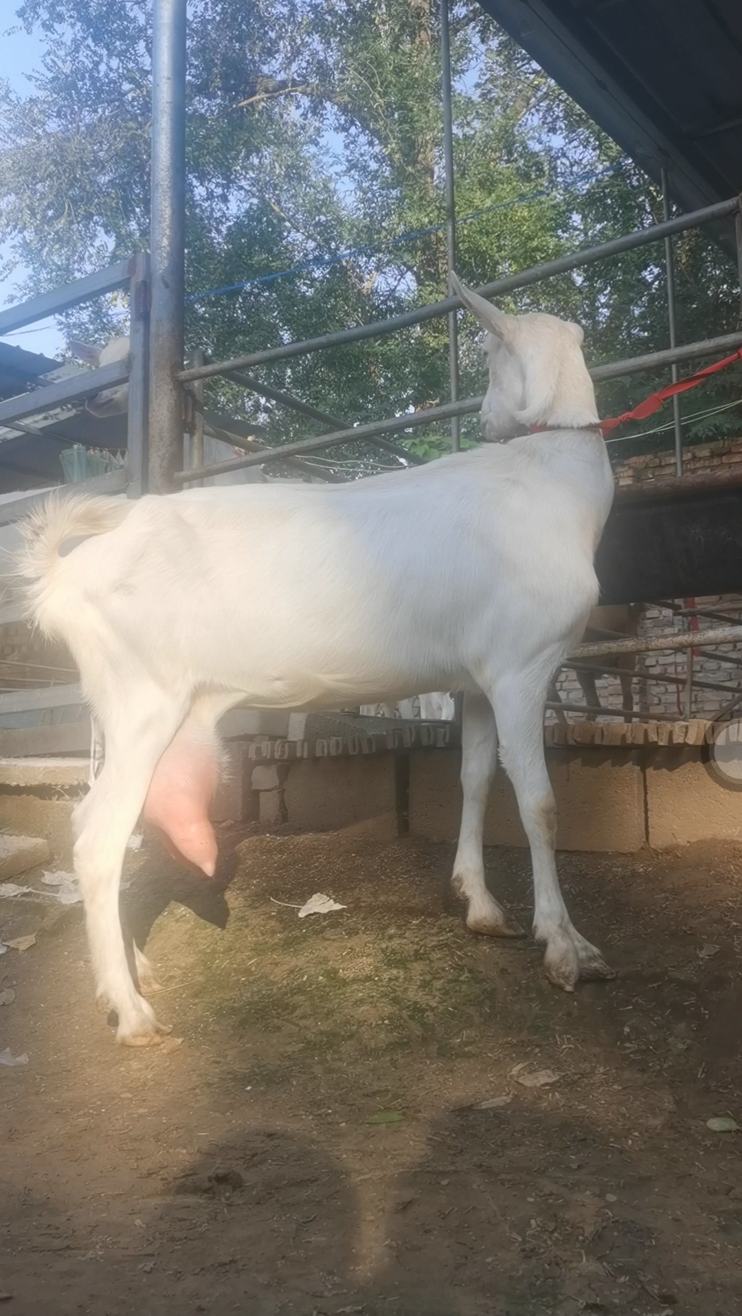 萨能奶山羊高产奶 怀孕奶山羊