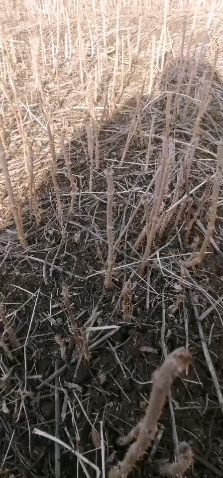 清原县刺老芽苗 一次投资   终身受益   见效快   益管理