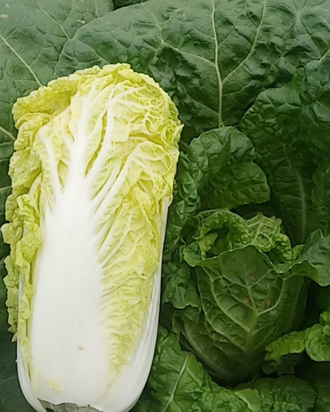 黄心娃娃菜 大娃娃菜大量上市欢迎新老客户订购