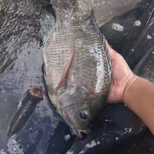 浦北县罗非鱼1.5斤一5斤