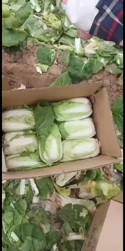 黄心娃娃菜 大娃娃菜大量上市欢迎新老客户订购