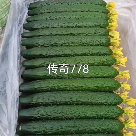 青州市黄瓜种苗 