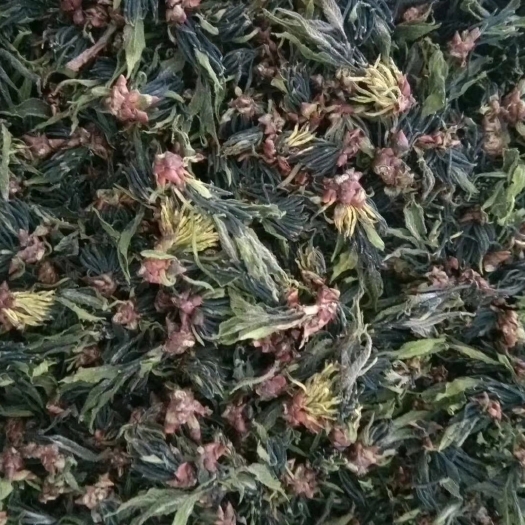 康县 朵型杜仲雄花