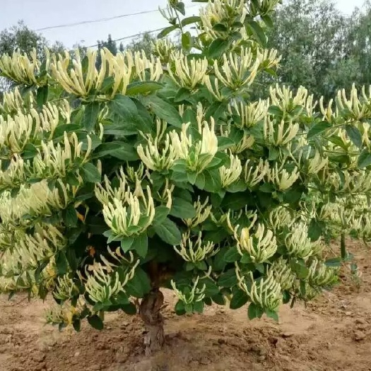 鲁新一号金银花苗  北花一号金银花苗三年苗 长时间不开放