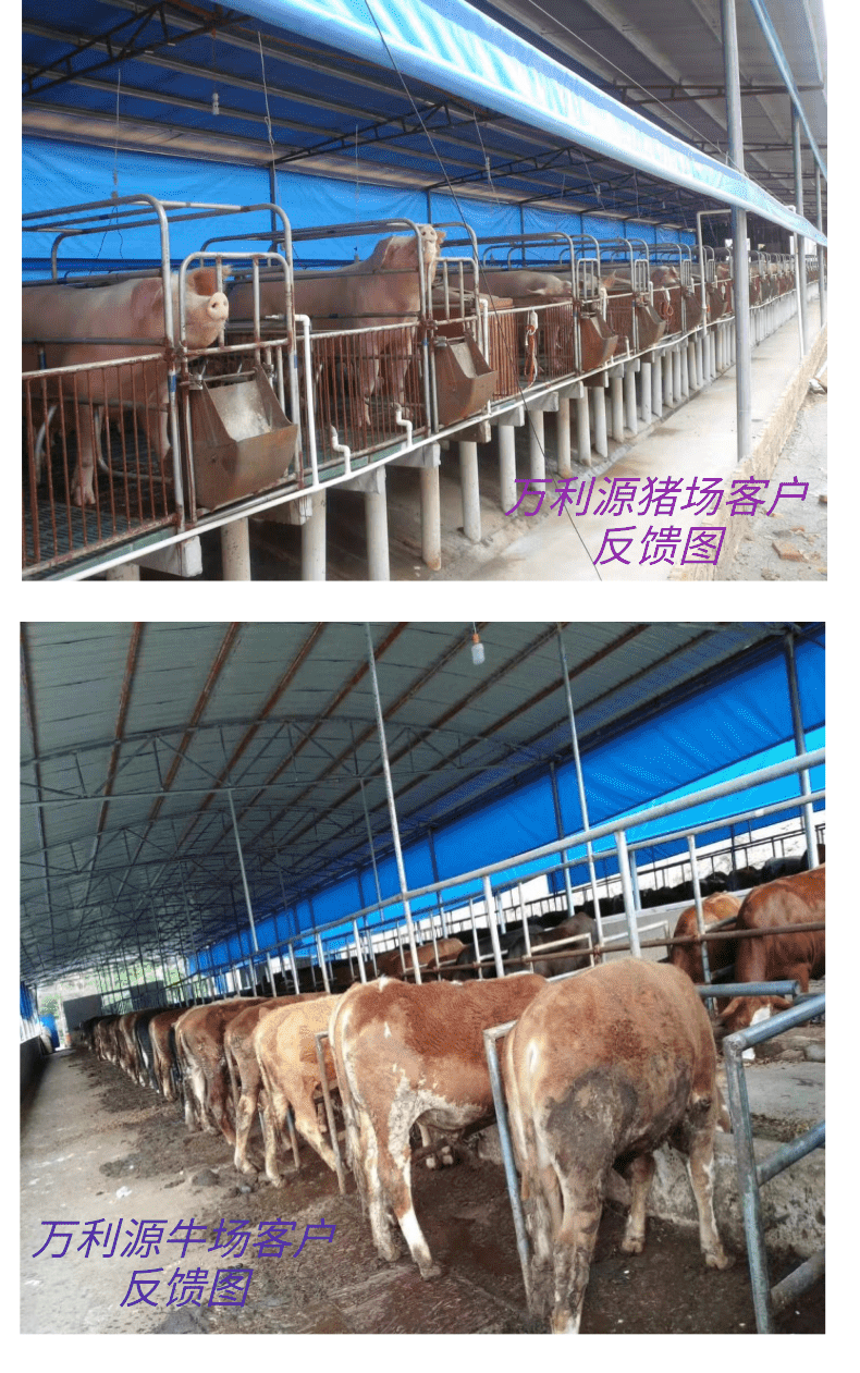 防雨布 定做养殖场卷帘布猪场牛棚羊舍白色透光防寒保暖PE挡风