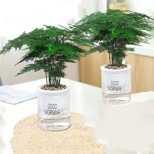 广州文竹盆栽绿植室内土水培植物云竹绿萝盆景花卉客厅吸甲醛四季常