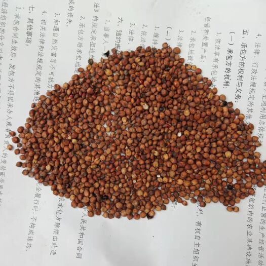 介休市糯高粱 晋糯三号高粱现货出