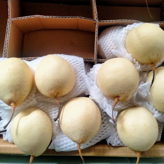 辛集市皇冠梨 各种梨大量有货