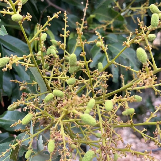 廉江市妃子笑荔枝 荔枝，5月20号上市