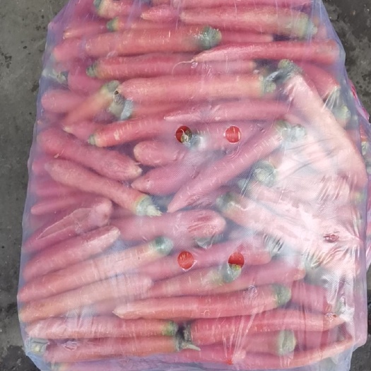 靖远县紫胡萝卜 水果胡萝卜，即将上市有需要的老板可以联系！