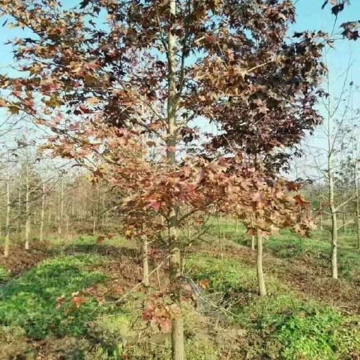 昌黎县枫香树 枫香