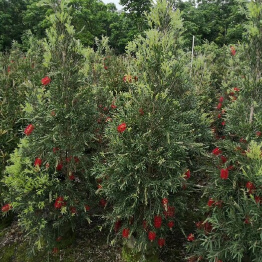 广州 苗木基地批发 种苗袋苗 红千层串钱柳垂枝红千层 多花红千层