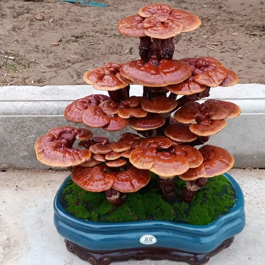 灵芝菌种 灵芝出菇袋，盆景灵芝，泰山灵芝，金边灵芝，花枝一号